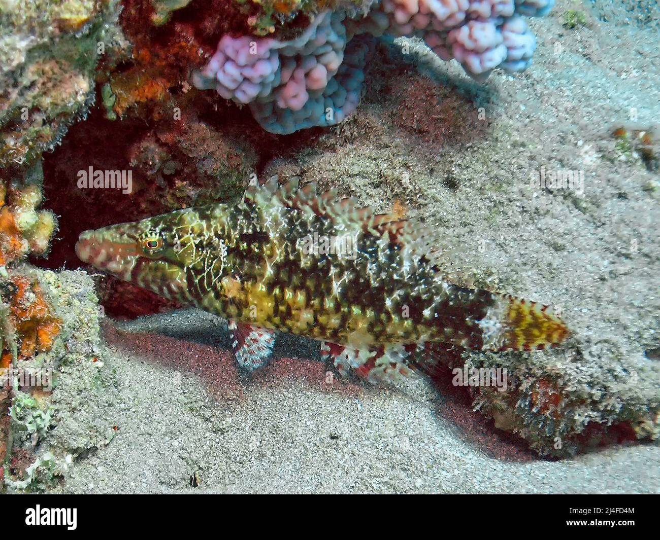 A Mental Wrasse (Oxycheilinus mentalis) in the Red Sea, Egypt Stock Photo