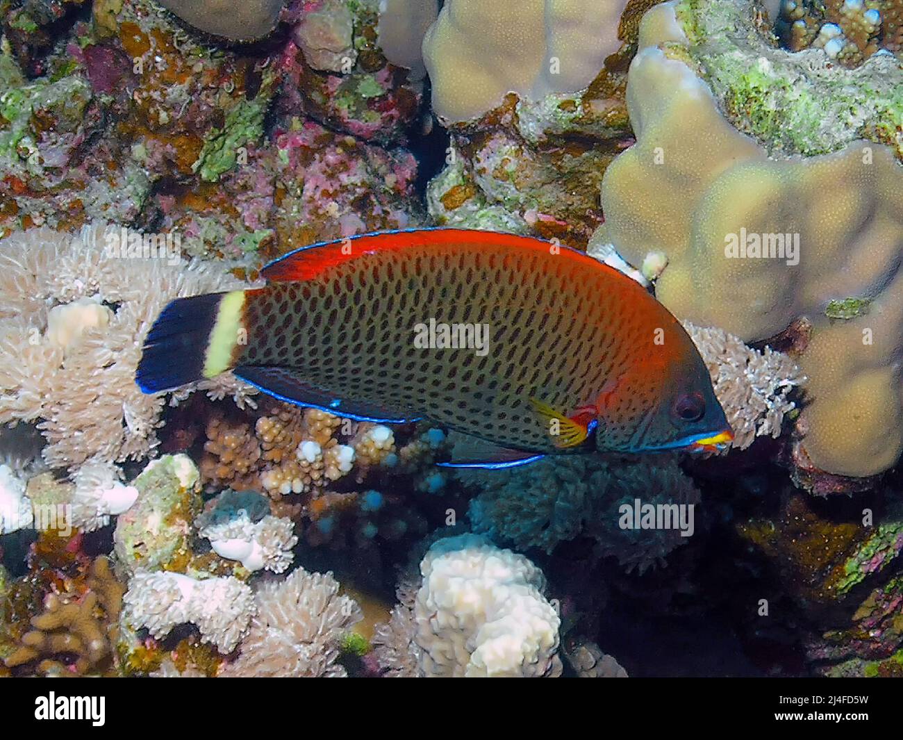 A Chiseltooth Wrasse (Psuedodax moluccanus) in the Red Sea, Egypt Stock Photo