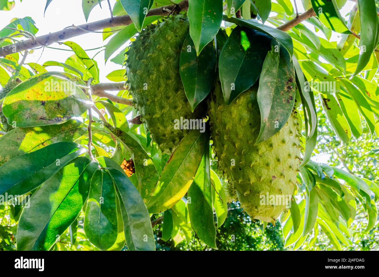 A soursop tree lit with bright sunlight has two mature fruits suspending from a branch among green leaves of the plant. Stock Photo