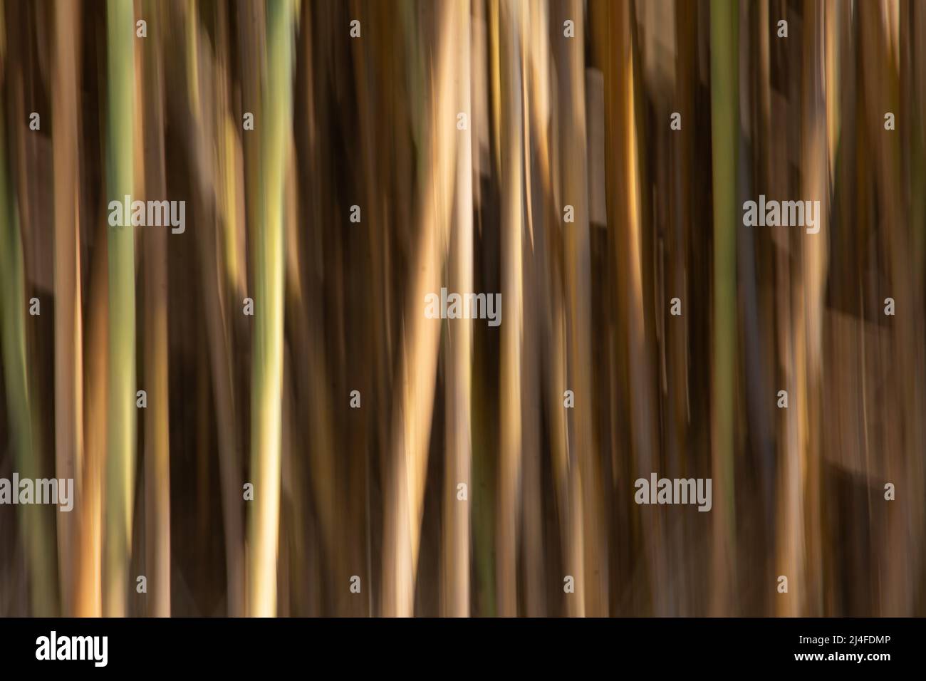 bamboo movement blur Stock Photo