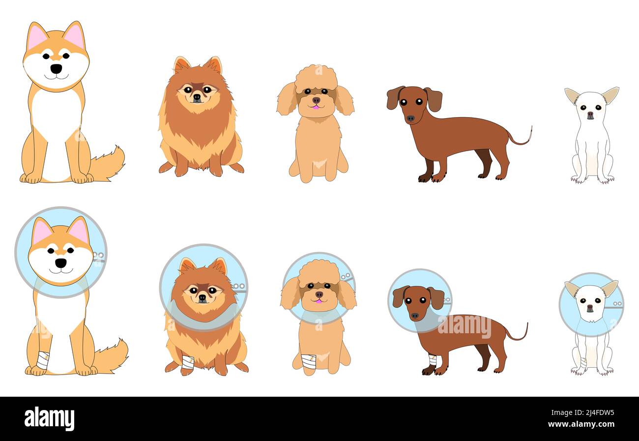 A collection of various dogs with Elizabethan collar Stock Photo Alamy