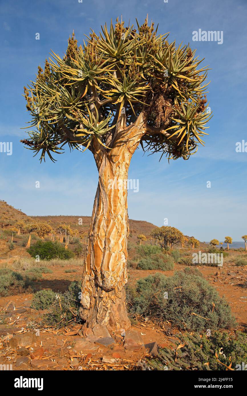 Arid landscape with a quiver tree (Aloe dichotoma), Northern Cape, South Africa Stock Photo