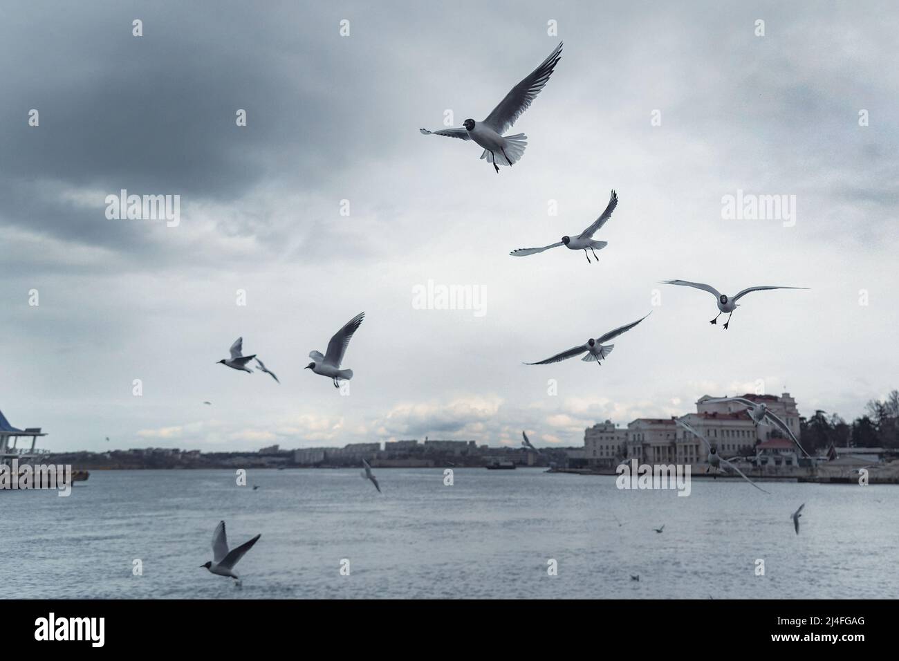Seagulls flying in the cloudy sky Stock Photo