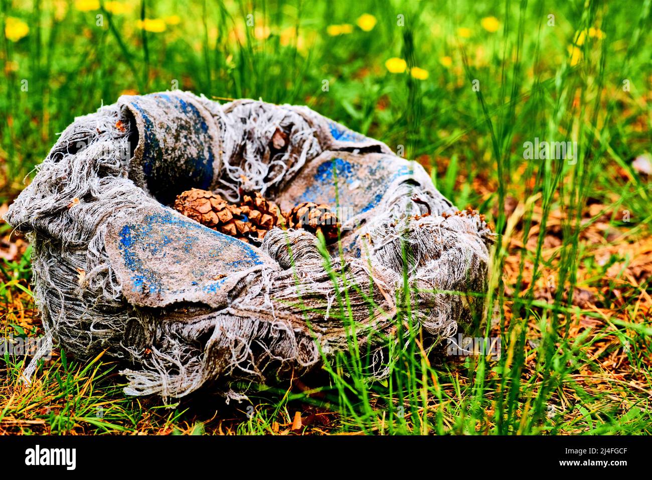 Abandoned torn old sports ball with cones inside among green grass Stock Photo