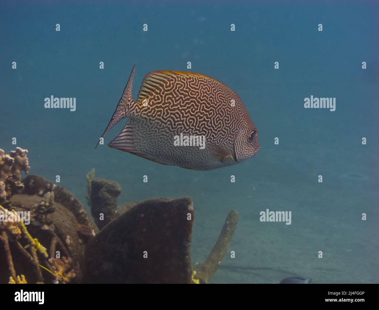 fish with beautiful pattern in the sea Stock Photo - Alamy