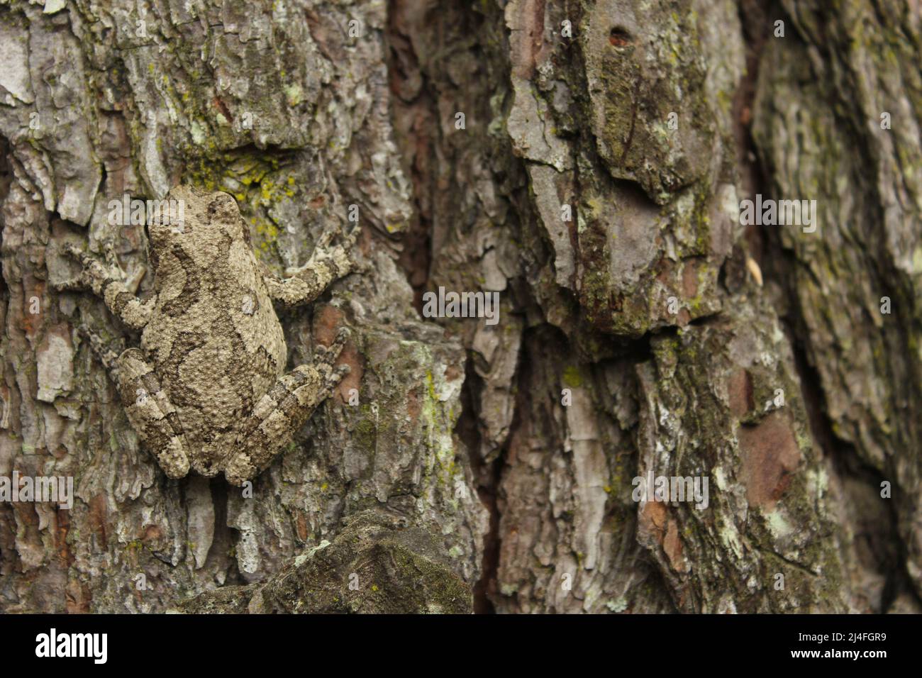 Gray Tree Frog Hyla chrysoscelis on pine tree in East Texas Stock Photo