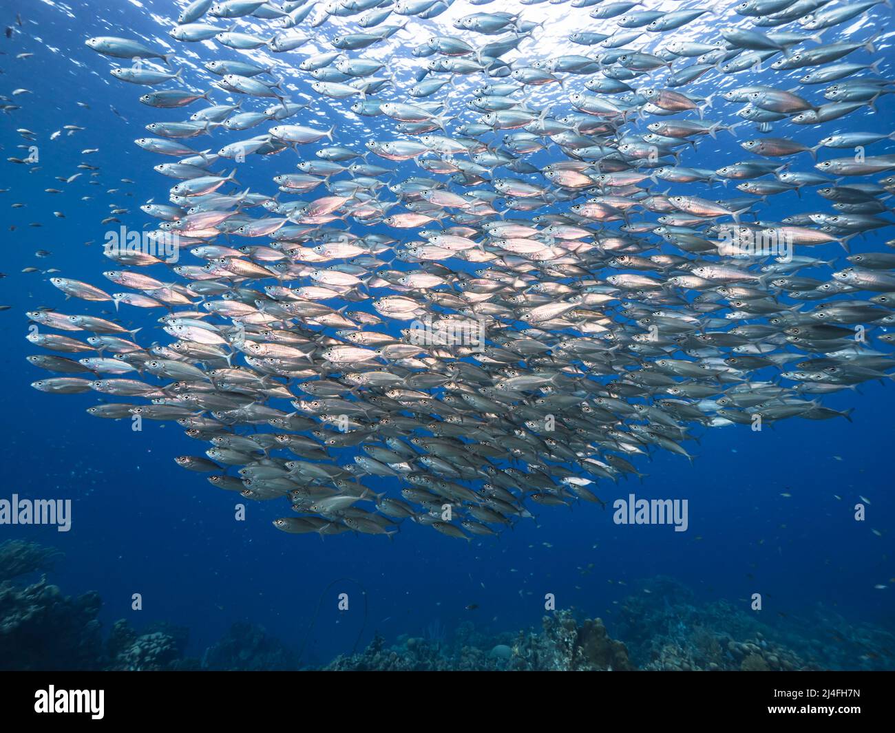 Seascape with Bait Ball, School of Fish, Mackerel fish in the coral reef of  the Caribbean Sea, Curacao Stock Photo - Alamy