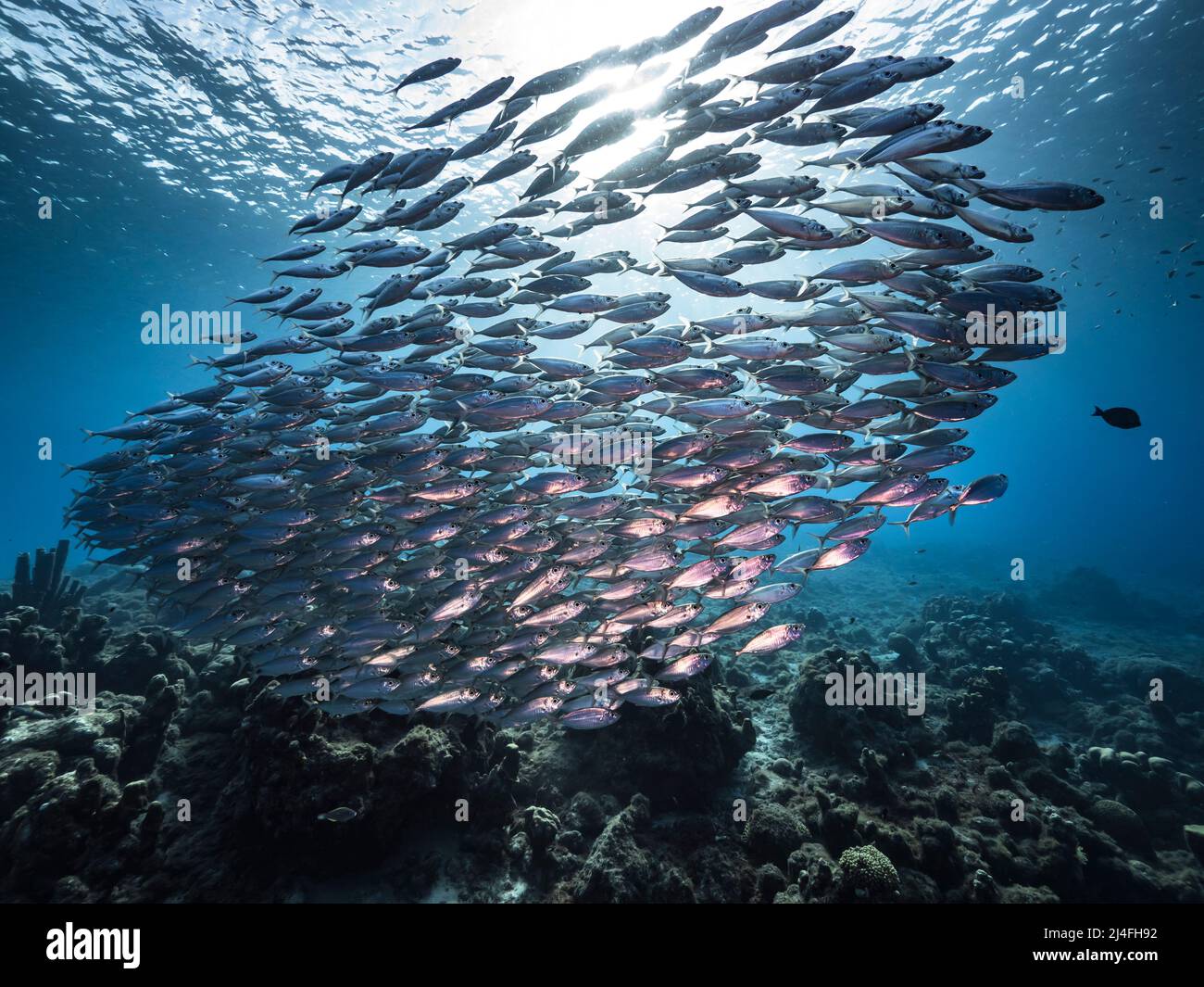 Seascape with Bait Ball, School of Fish, Mackerel fish in the coral
