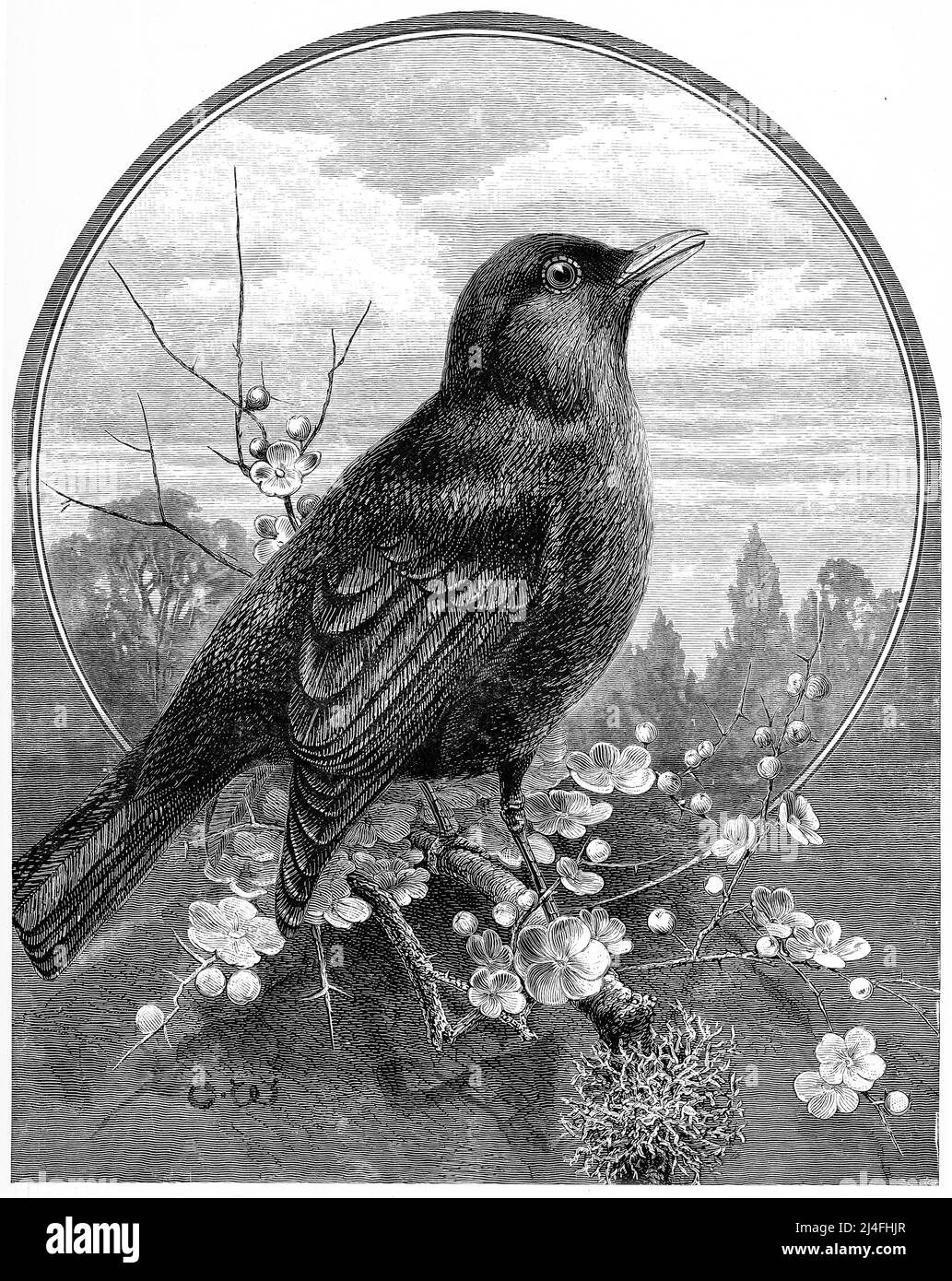 Engraving of a songbird Stock Photo