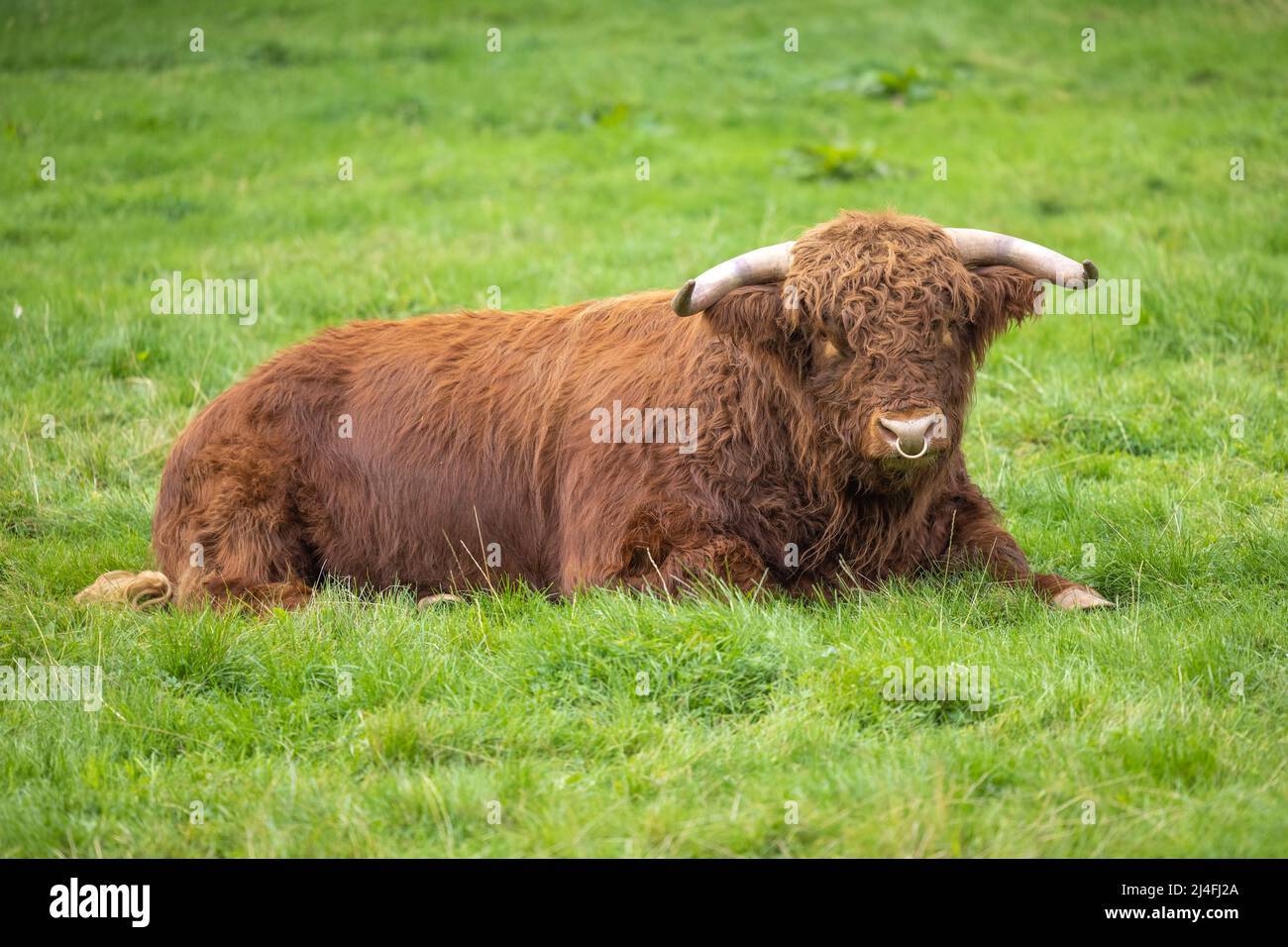 Brown Cow in the Scottish Highlands Stock Photo - Alamy