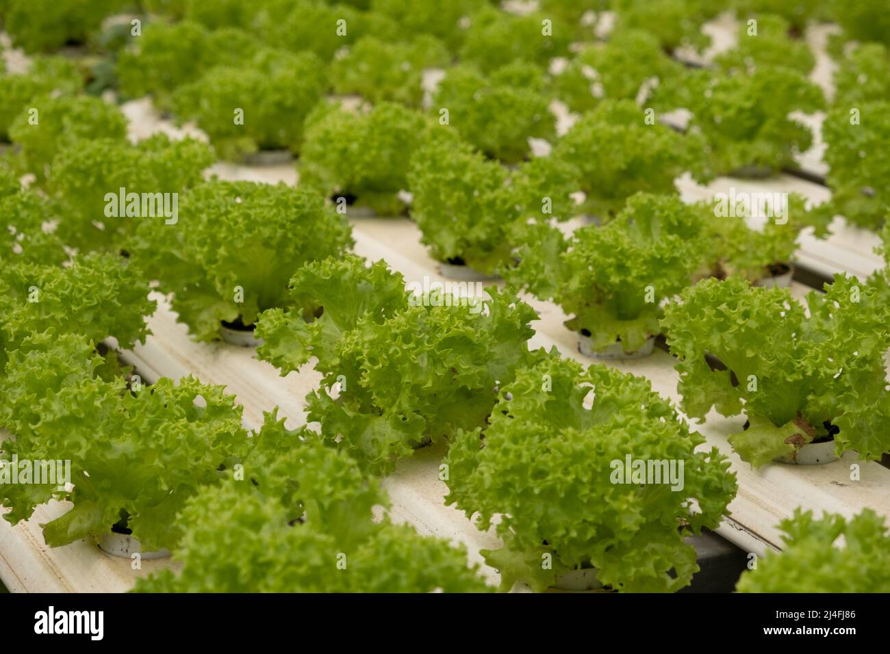 Hydroponic Buttercrunch Lettuce