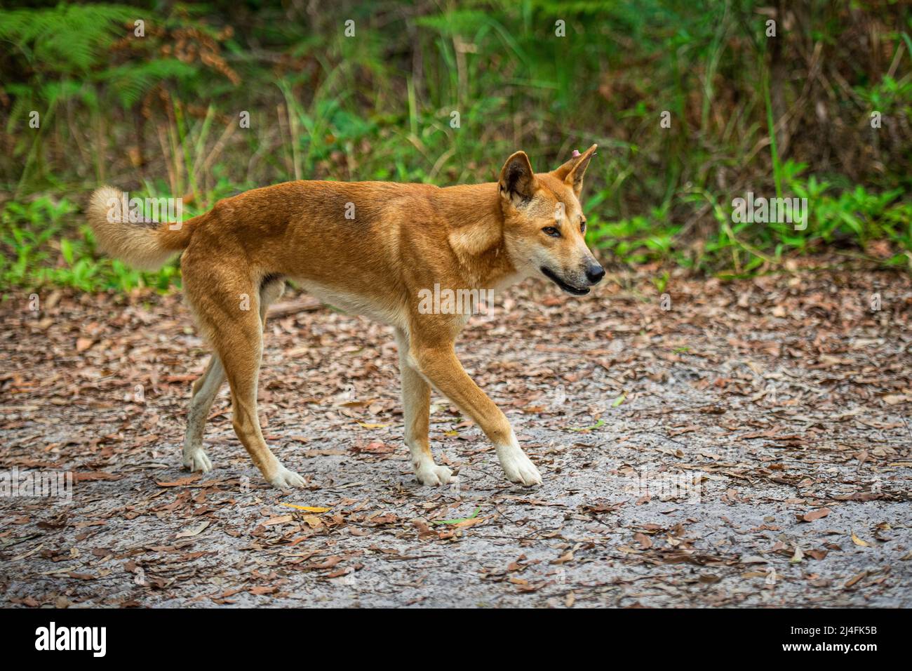 Dingo (Canis lupus dingo) adult male, on an inland forest track on