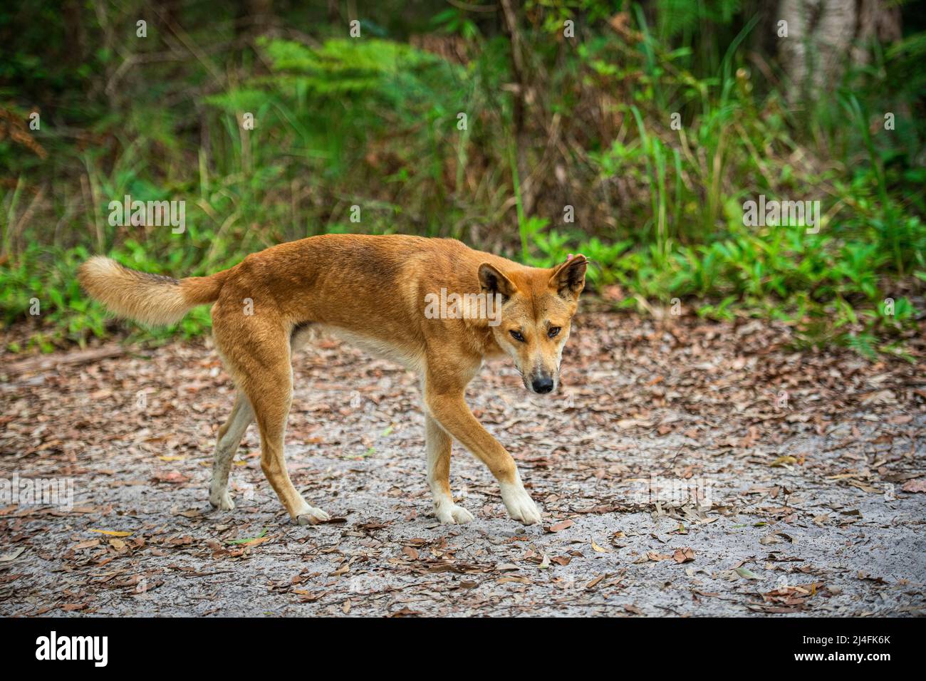 Australian dingo (Canis lupus dingo) - JungleDragon