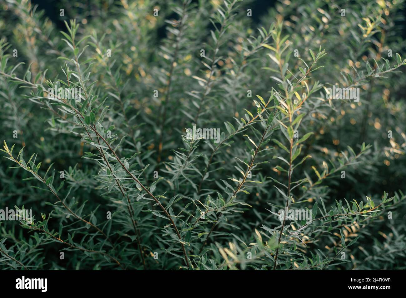 Spirea plant, evergreen flowering shrub. Thin short green leaves. Background partially blurred image of Spiraea Grefsheim Stock Photo