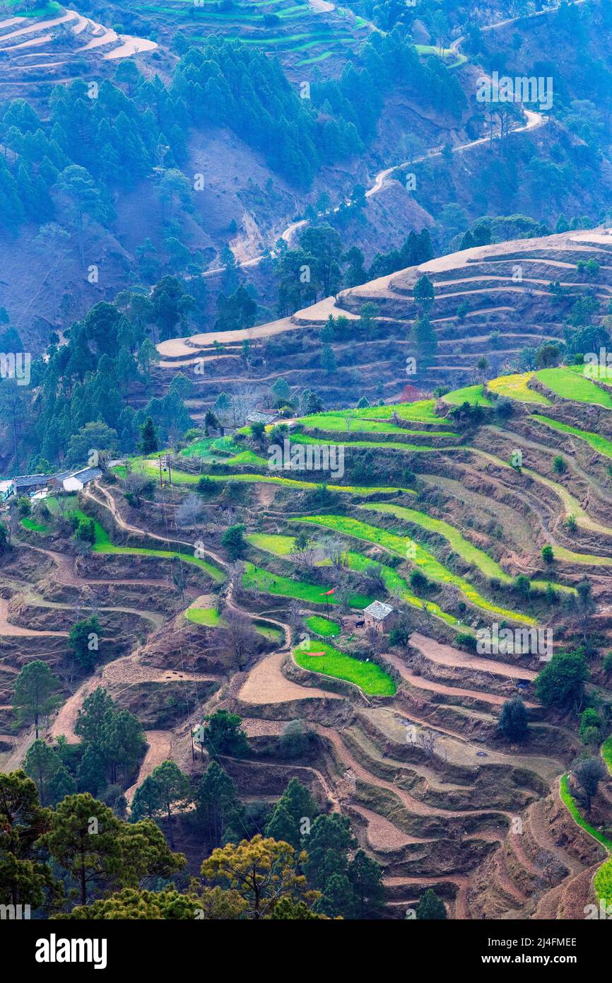 The image of Terrace Farming was taken at Manila, Uttarakhand, India. Stock Photo