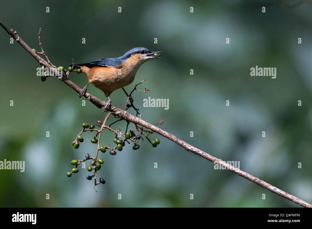 The image of Chestnut-bellied nuthatch (Sitta cinnamoventris)was taken in Darjleeing, West Bengal, India Stock Photo