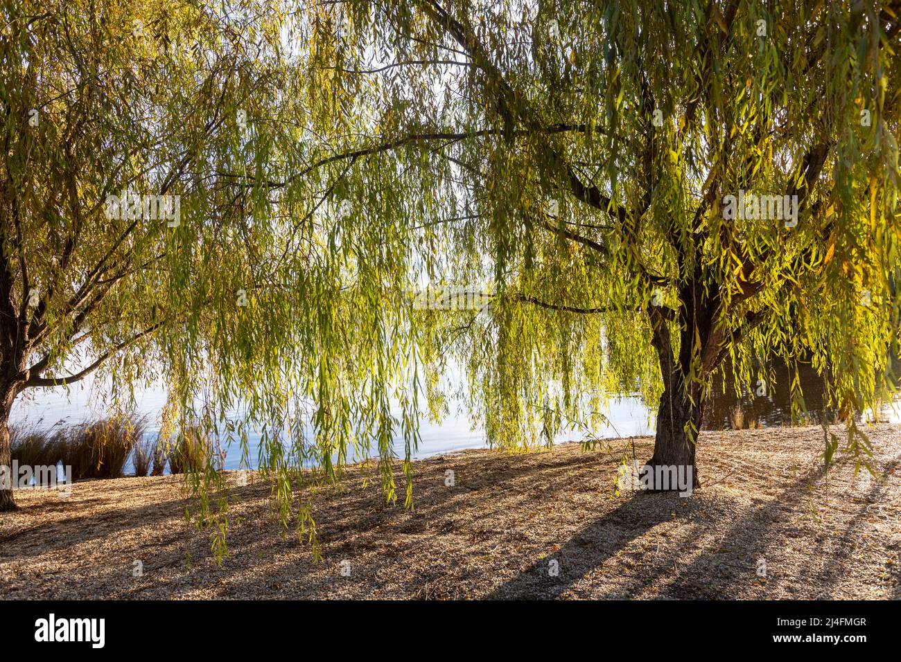 Lake Burley Griffin in Canberra city centre with weeping tree in autumn,Canberra, ACT , Australia Stock Photo