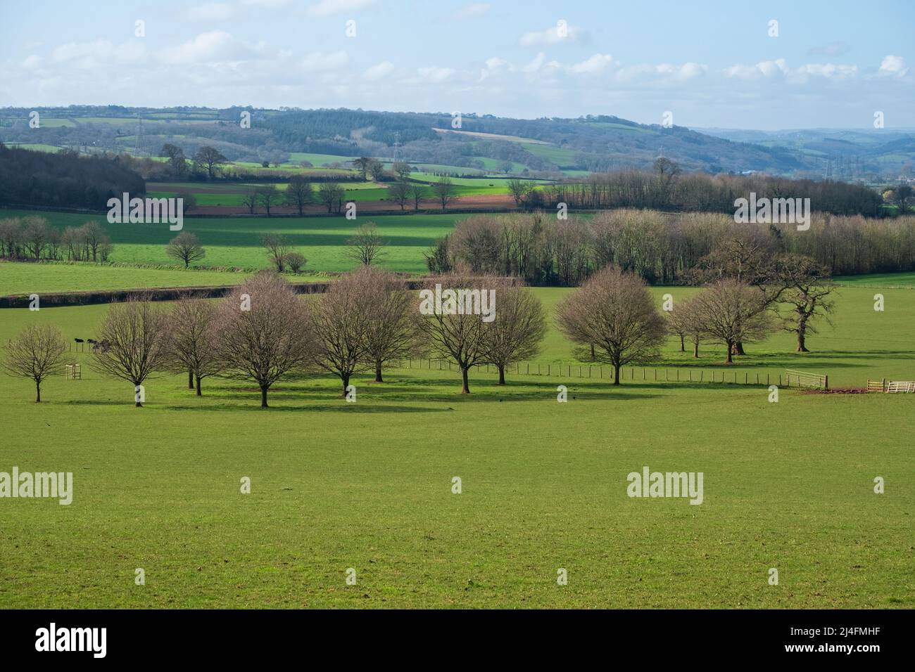 An east Devon agricultural landscape at the onset of the Spring season in UK Stock Photo