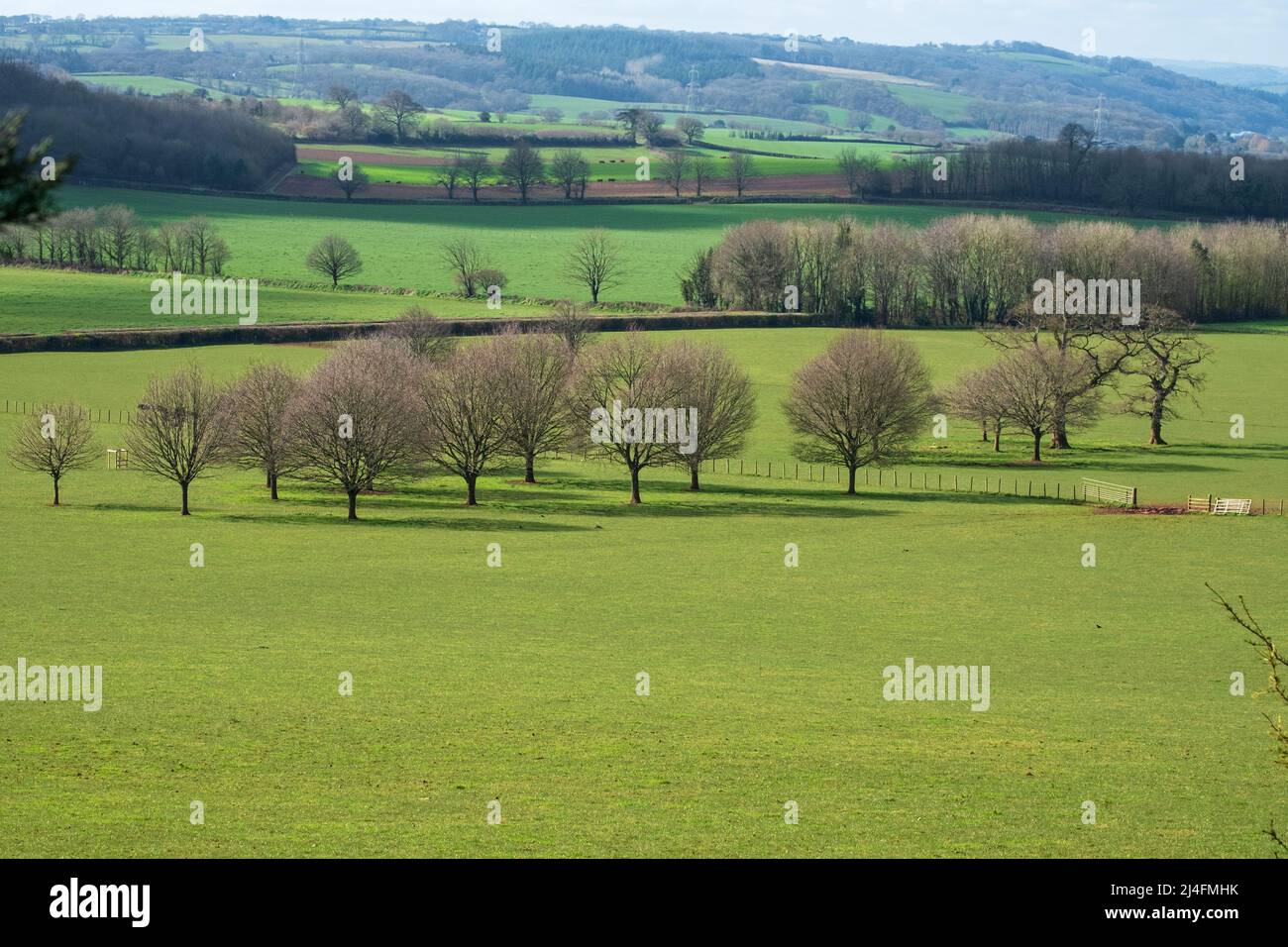 Rural landscape in the county of Devon UK Stock Photo