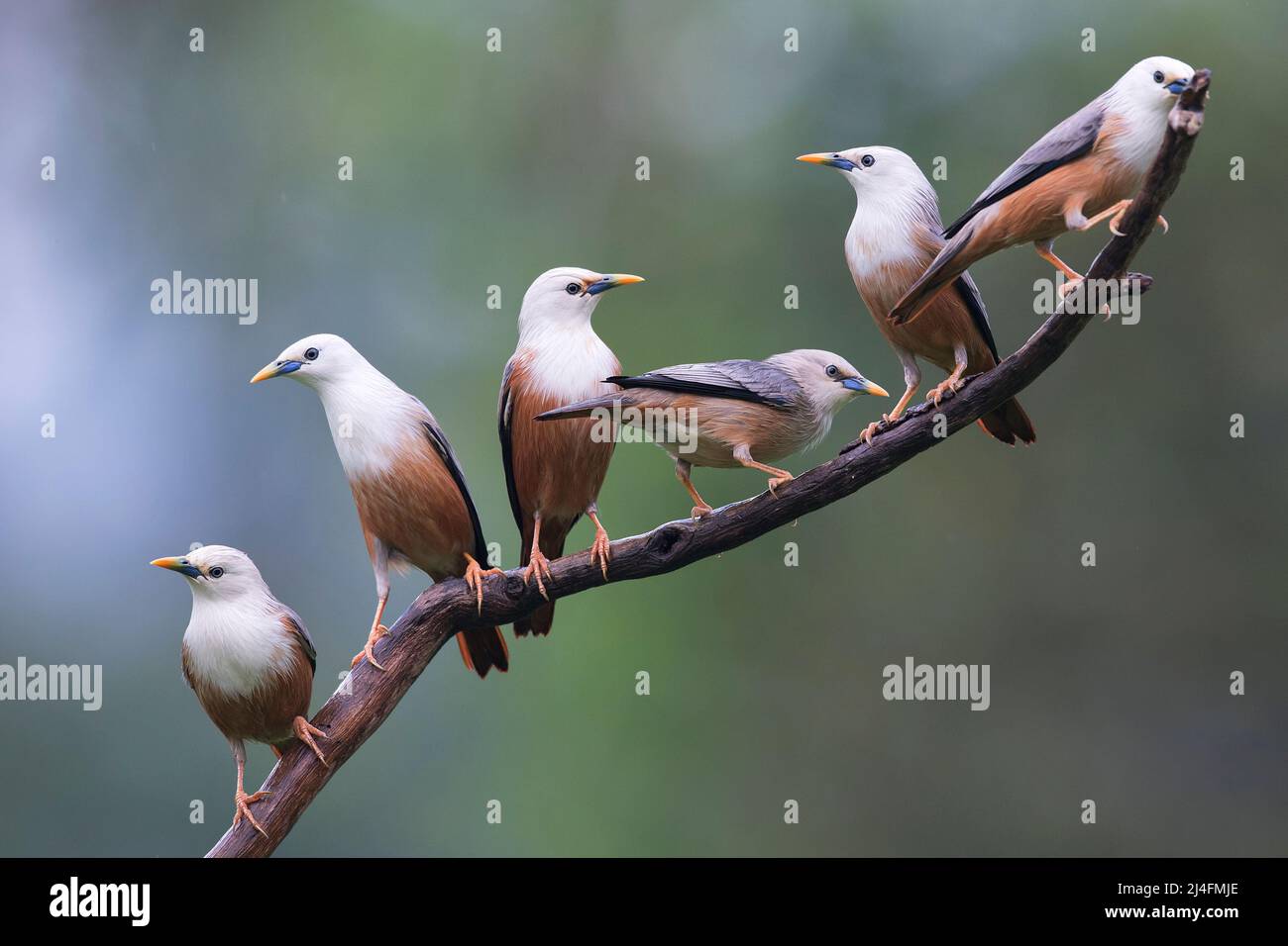 The image of chestnut-tailed starling (Sturnia malabarica) was taken in Thattekad, Kerala, India Stock Photo