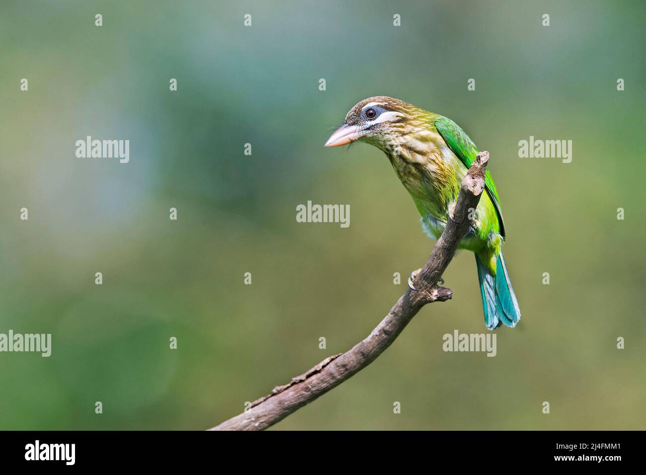 The image of white-cheeked barbet (Psilopogon viridis)was taken in Thattekad, Kerala, India Stock Photo