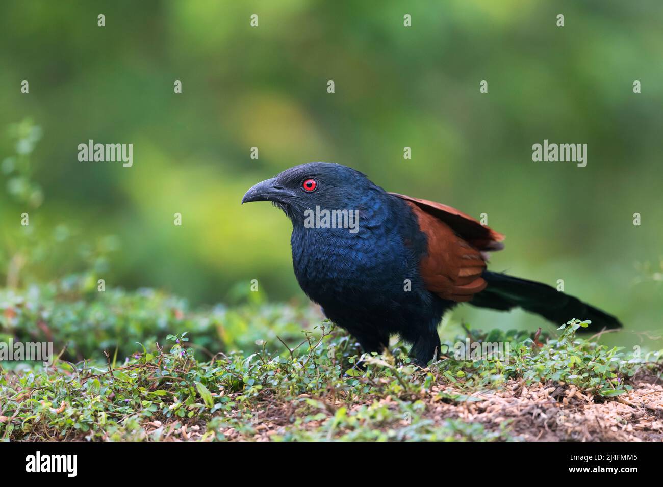 The image of   greater coucal (Centropus sinensis) was taken in Thattekad, Kerala, India Stock Photo