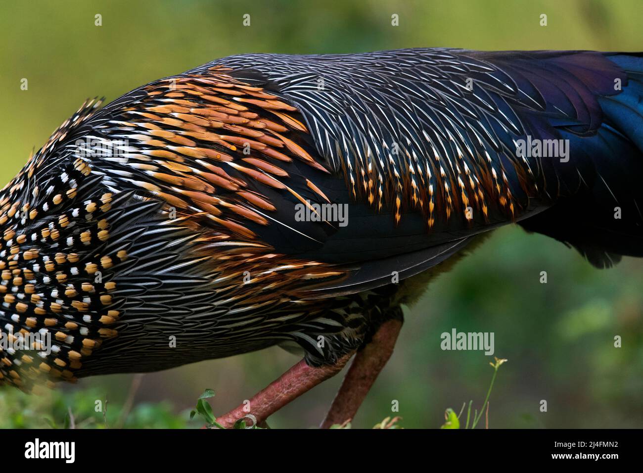 The image of  grey junglefowl (Gallus sonneratii) was taken in Thattekad, Kerala, India Stock Photo