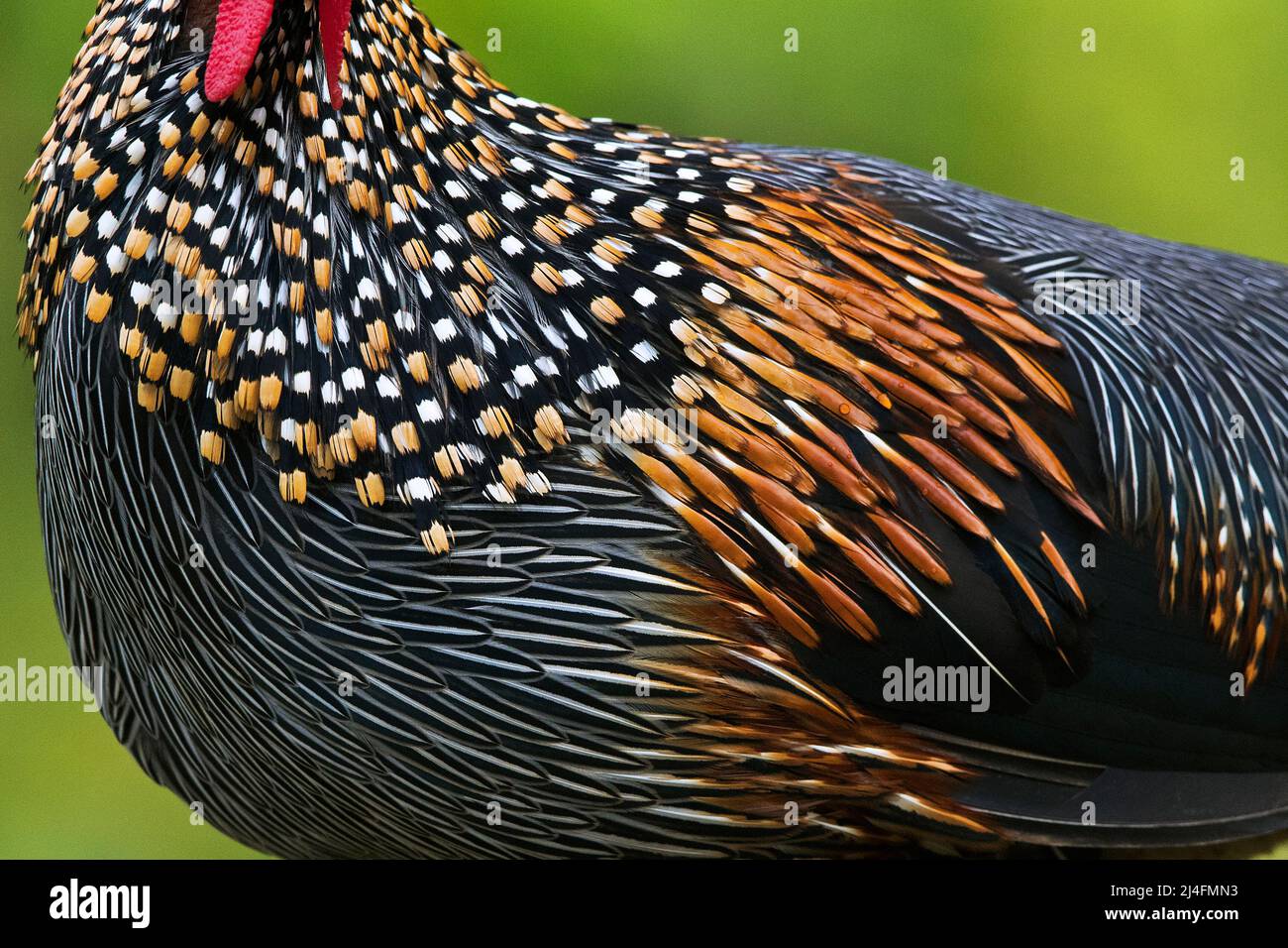 The image of  grey junglefowl (Gallus sonneratii) was taken in Thattekad, Kerala, India Stock Photo