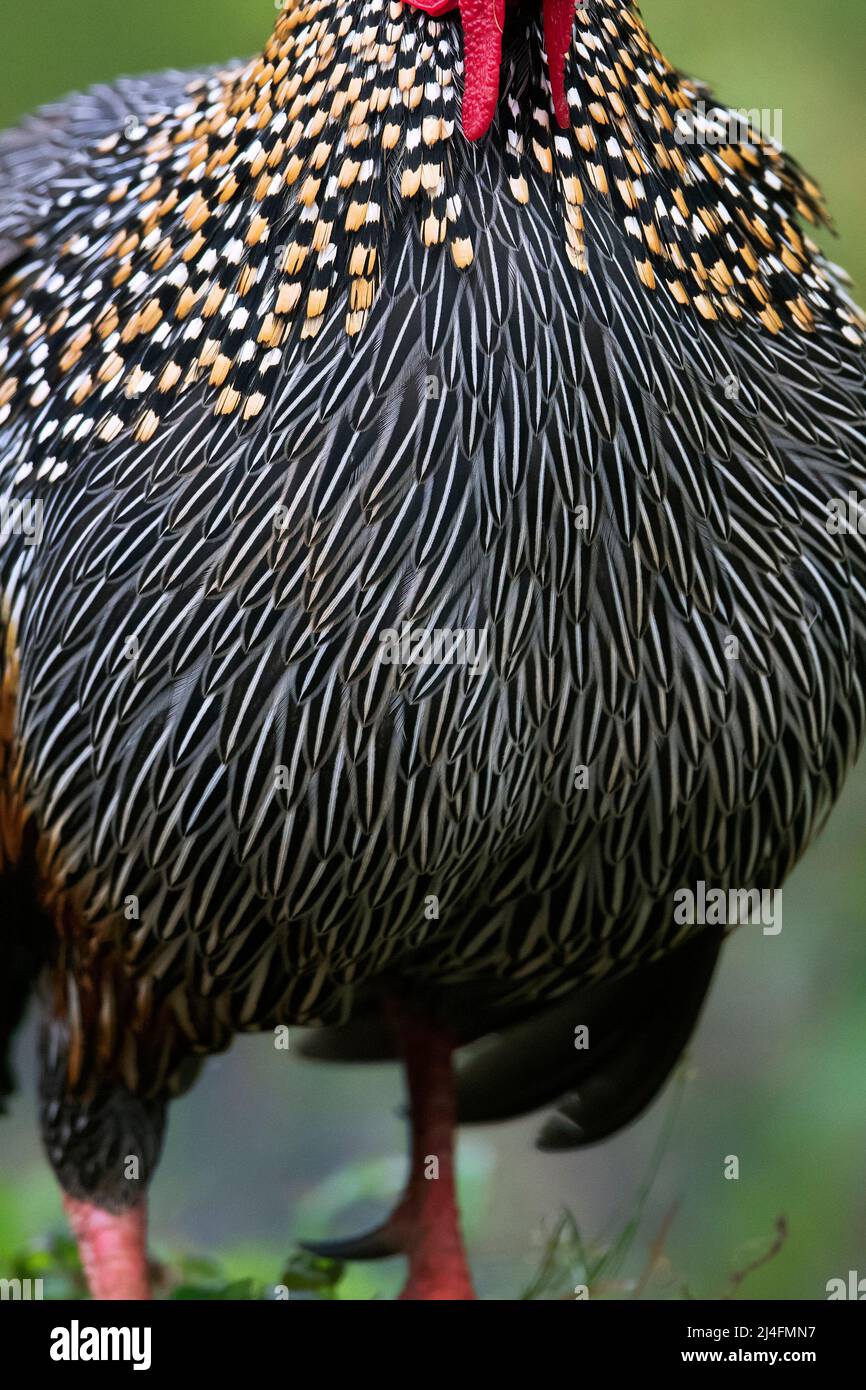 The image of  grey junglefowl (Gallus sonneratii) was taken in Thattekad, Kerala, India Stock Photo