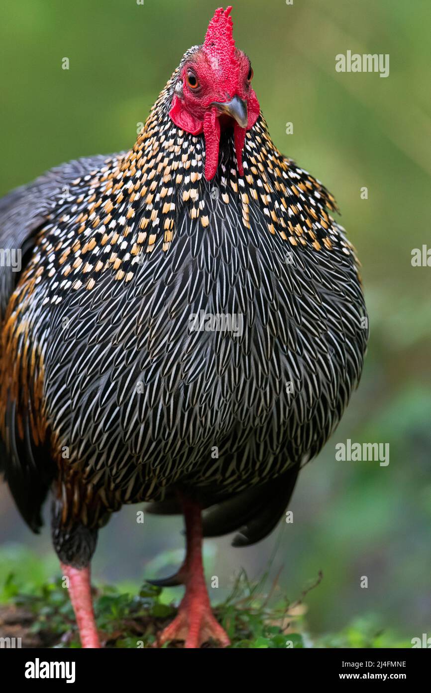 The image of  grey junglefowl (Gallus sonneratii) was taken in Thattekad, Kerala, India Stock Photo