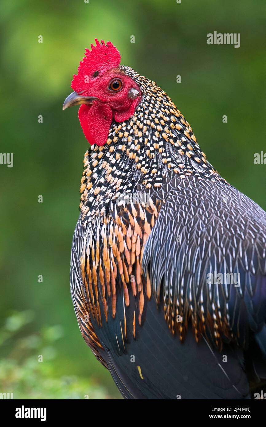 The image of  grey junglefowl (Gallus sonneratii) was taken in Thattekad, Kerala, India Stock Photo