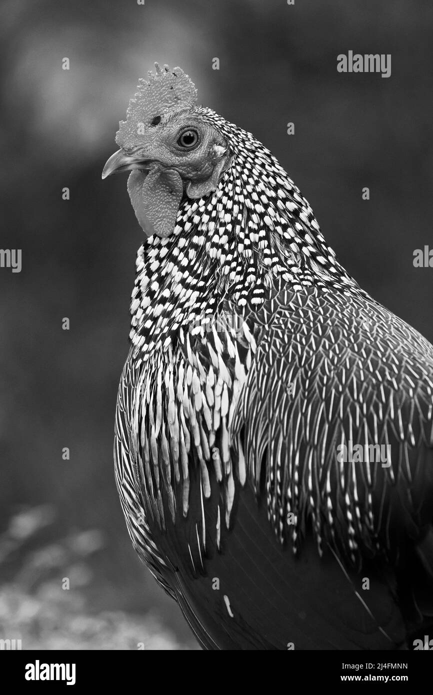 The image of  grey junglefowl (Gallus sonneratii) was taken in Thattekad, Kerala, India Stock Photo