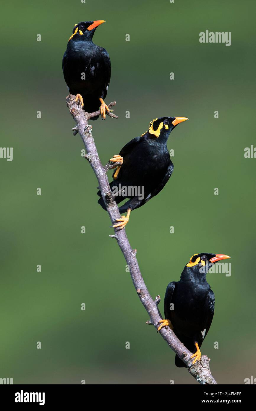 The image of Southern Hill Myna or Lesser Hill Myna (Gracula indica) was taken in Coonoor, Tamil Nadu, India Stock Photo