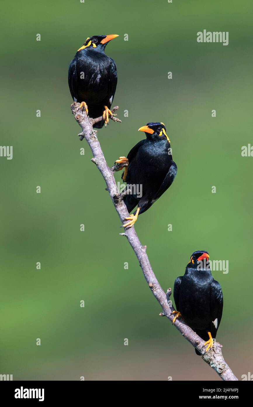 The image of Southern Hill Myna or Lesser Hill Myna (Gracula indica) was taken in Coonoor, Tamil Nadu, India Stock Photo