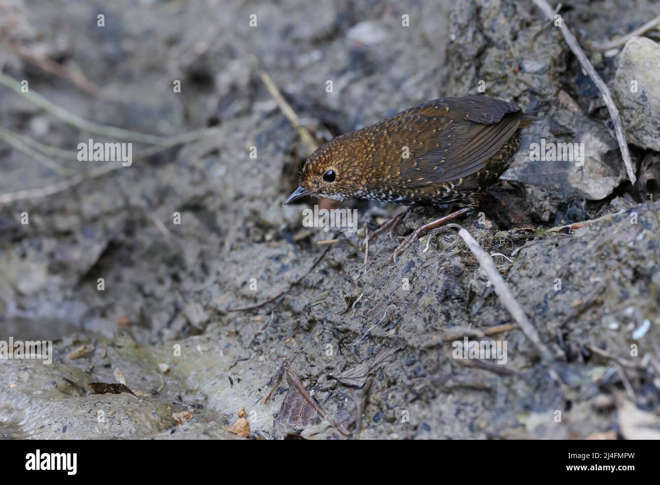 The image of  Scaly-breasted Cupwing (Pnoepyga albiventer) was taken in Manila, Uttarakhand, India Stock Photo