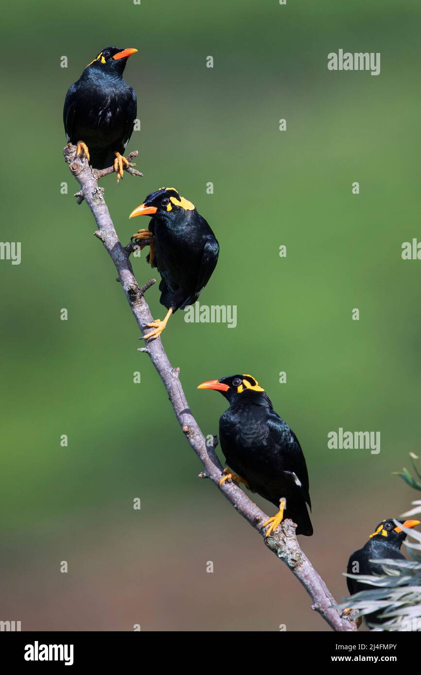The image of Southern Hill Myna or Lesser Hill Myna (Gracula indica) was taken in Coonoor, Tamil Nadu, India Stock Photo