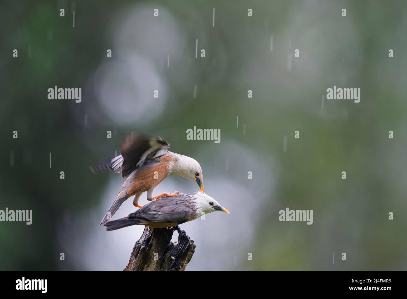 The image of chestnut-tailed starling (Sturnia malabarica) was taken in Thattekad, Kerala, India Stock Photo