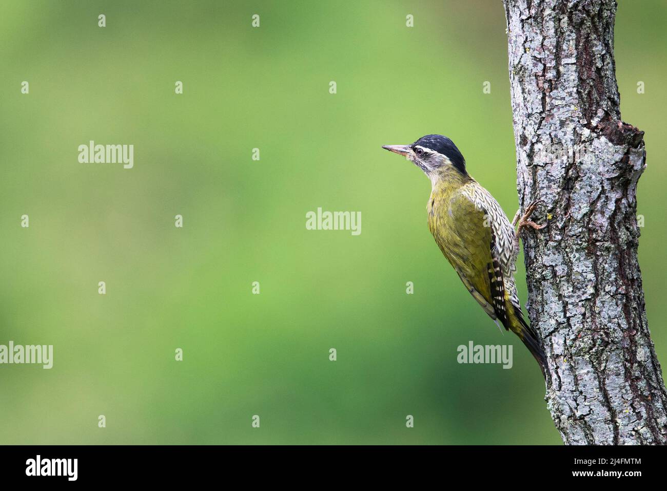 THE IMAGE OF Streak-throated Woodpecker (Picus xanthopygaeus) was taken in Coonoor,  Tamil Nadu, India Stock Photo