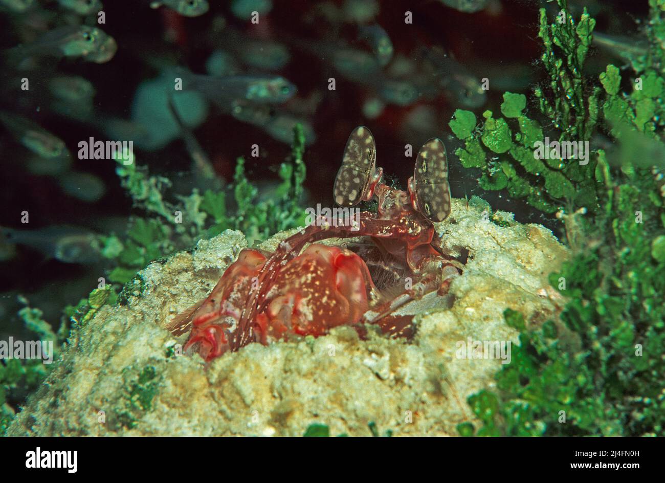 White Spearing mantis shrimp (Lysiosquillina sp.), Ari Atoll, Maldives, Indian ocean, Asia Stock Photo