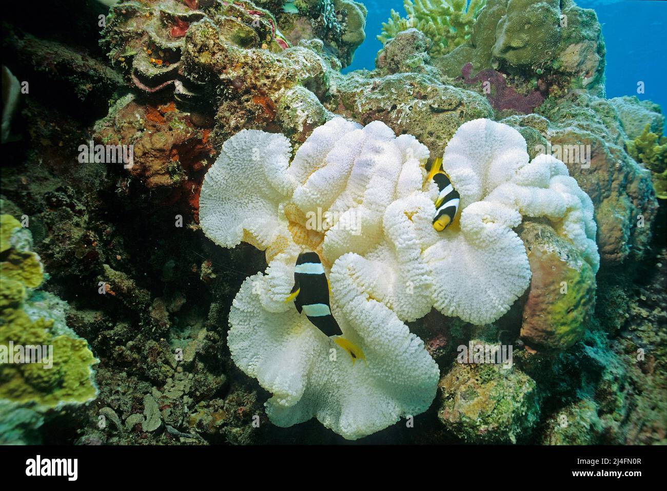 Sebae clownfish (Amphiprion sebae) in a bleached sea anemone (Stichodactyla haddoni), result of climate changing, Ari Atoll, Maldives, Indian ocean Stock Photo
