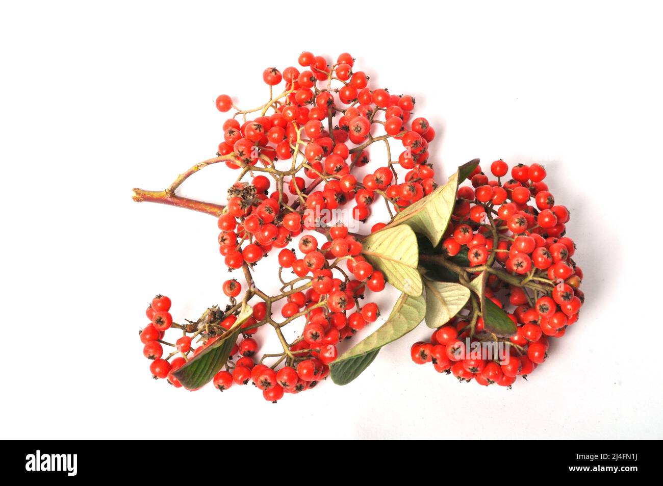 Cotoneaster fruit on a white background Stock Photo