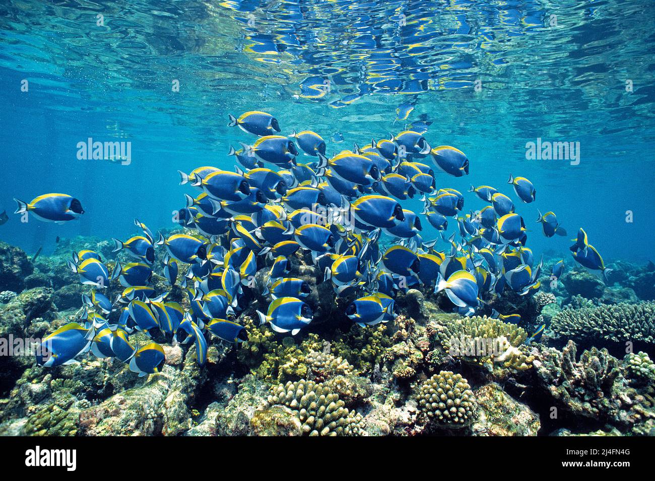 Powderblue Surgeonfishes (Acanthurus leucosternon), Ari Atoll, Maldives, Indian ocean, Asia Stock Photo