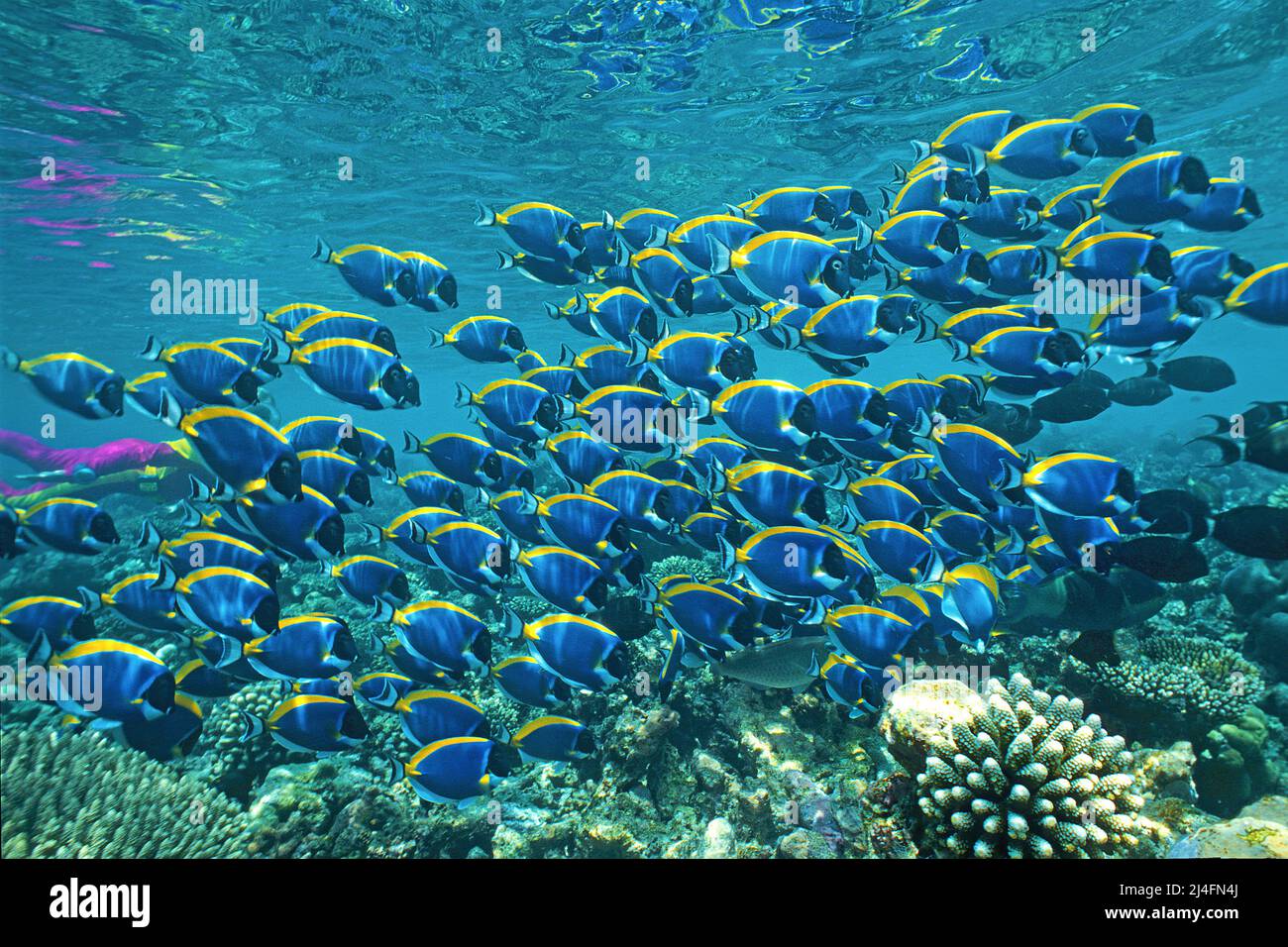 Snorkeler in tropical coral reef with Powderblue Surgeonfishes (Acanthurus leucosternon), Ari Atoll, Maldives, Indian ocean, Asia Stock Photo