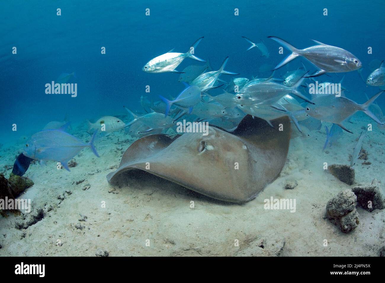 Jenkins whipray (Himantura jenkinsii) and Blackspotted Darts (Trachinotus bailloni), Baa Atoll, Maldives, Indian ocean, Asia Stock Photo