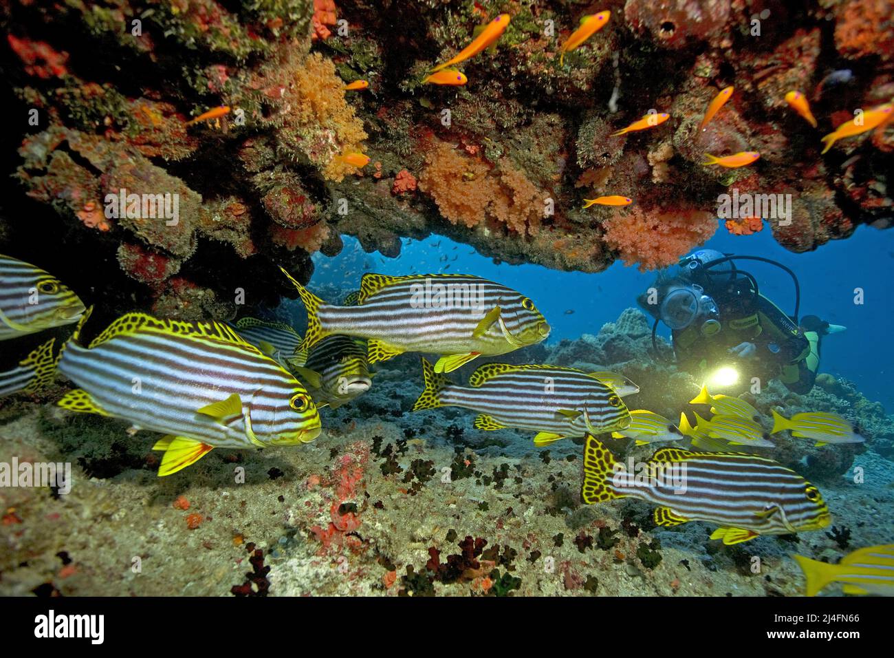 Scuba diver and Oriental sweetlips (Plectorhinchus vittatus), Ari Atoll, Maldives, Indian ocean, Asia Stock Photo