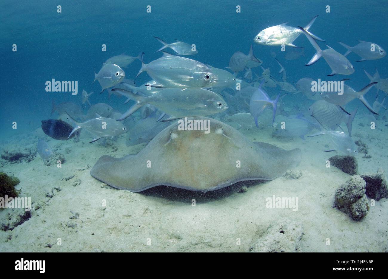 Jenkins whipray (Himantura jenkinsii) and Blackspotted Darts (Trachinotus bailloni), Baa Atoll, Maldives, Indian ocean, Asia Stock Photo