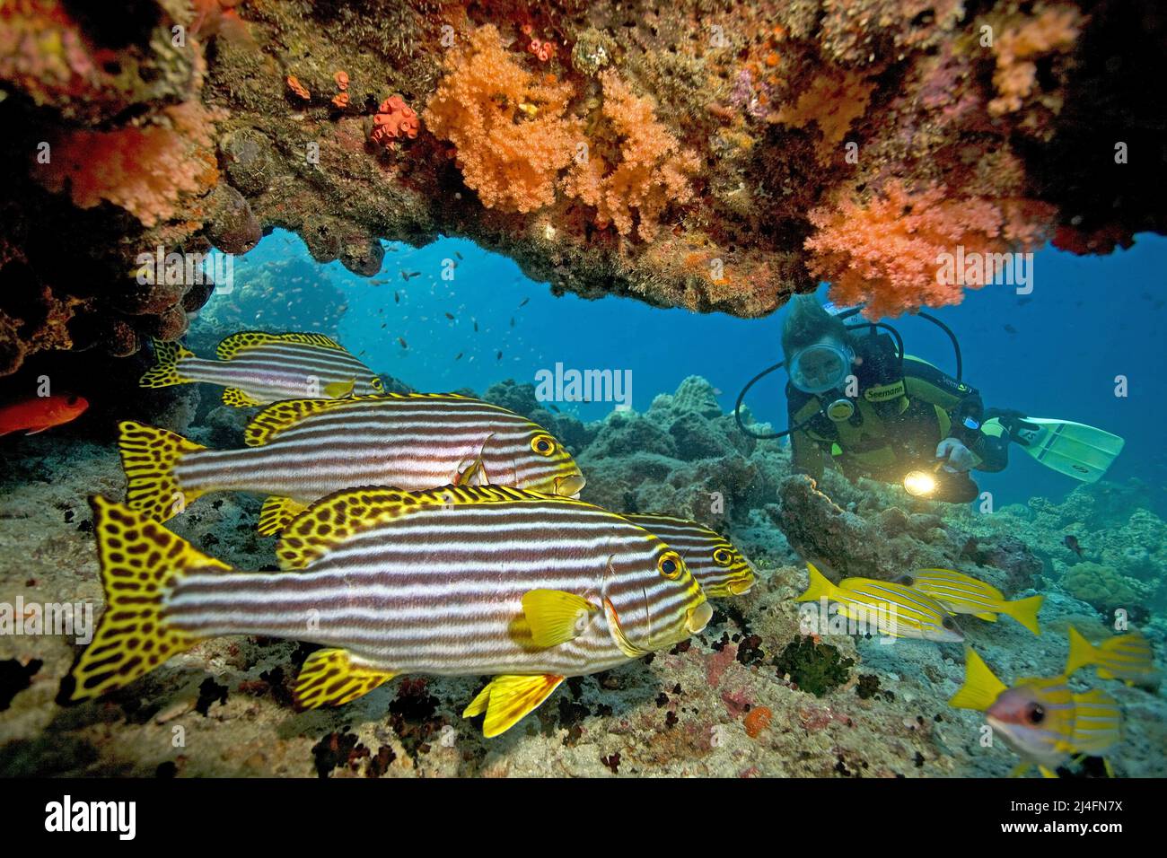 Scuba diver and Oriental sweetlips (Plectorhinchus vittatus), Ari Atoll, Maldives, Indian ocean, Asia Stock Photo