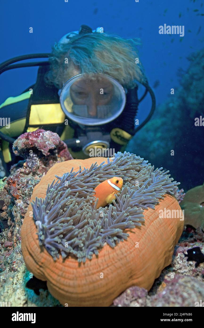 Scuba diver looking on a Maldives anemonefish (Amphiprion nigripes), which lives in symbiosis with a Magnificent sea anemone, (Amphiprion nigripes) Stock Photo