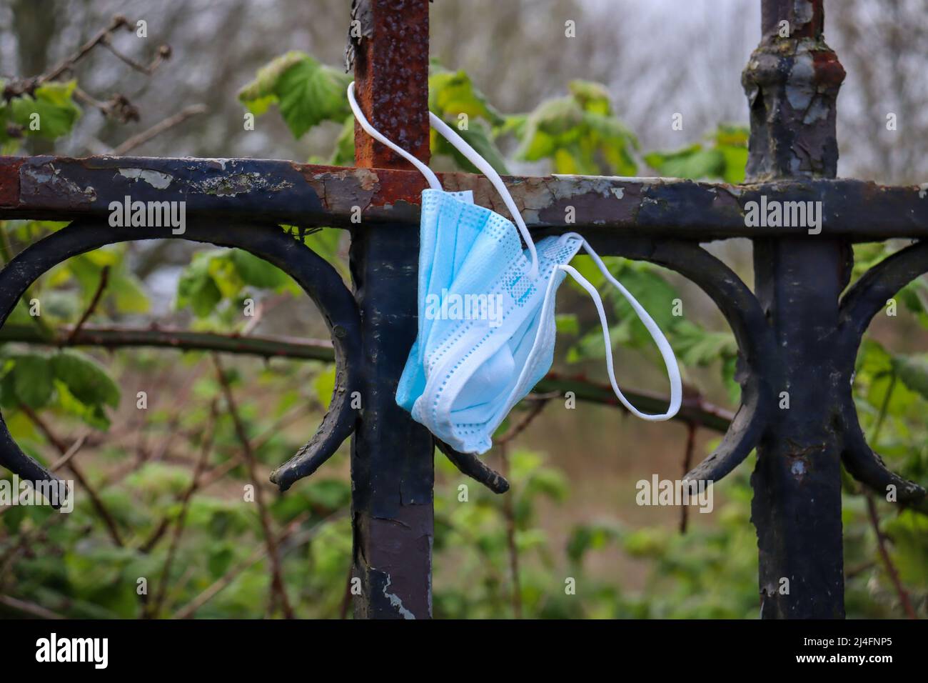 Blue Face Mask, litter, pollution Stock Photo