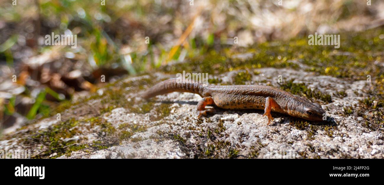 A beautiful brown lizard basks in the sun. Lies on a gray stone Stock Photo